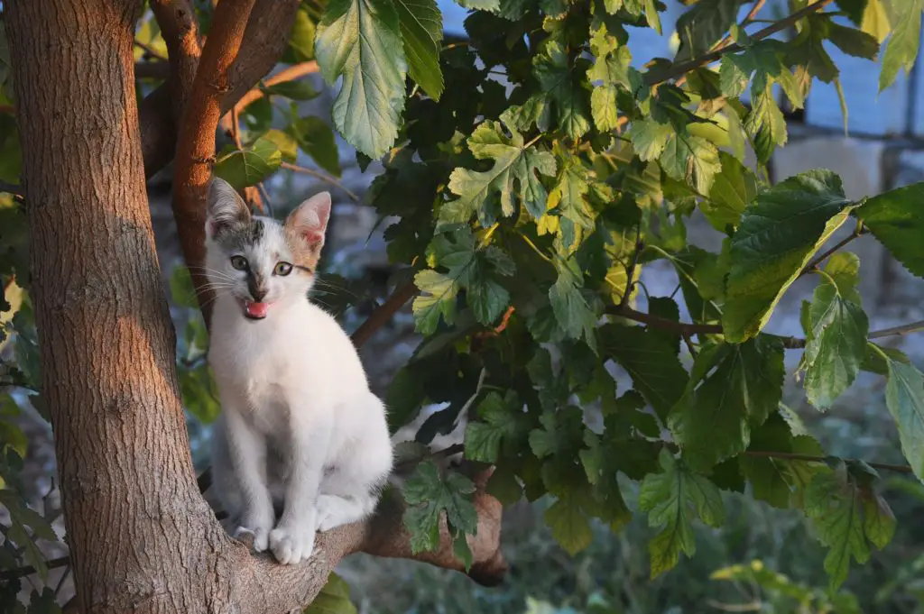 8 Easy Steps To Get A Cat Out Of A Tree Safely