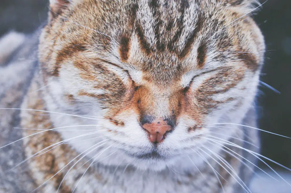 Do Cat Whiskers Really Grow Back?(+8 Important Facts)
