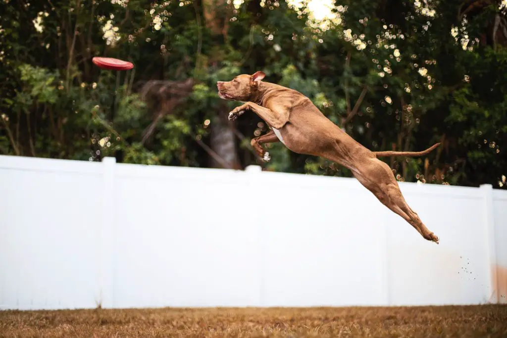 How High Can A Pitbull Jump?(+ How To Stop This Habit)