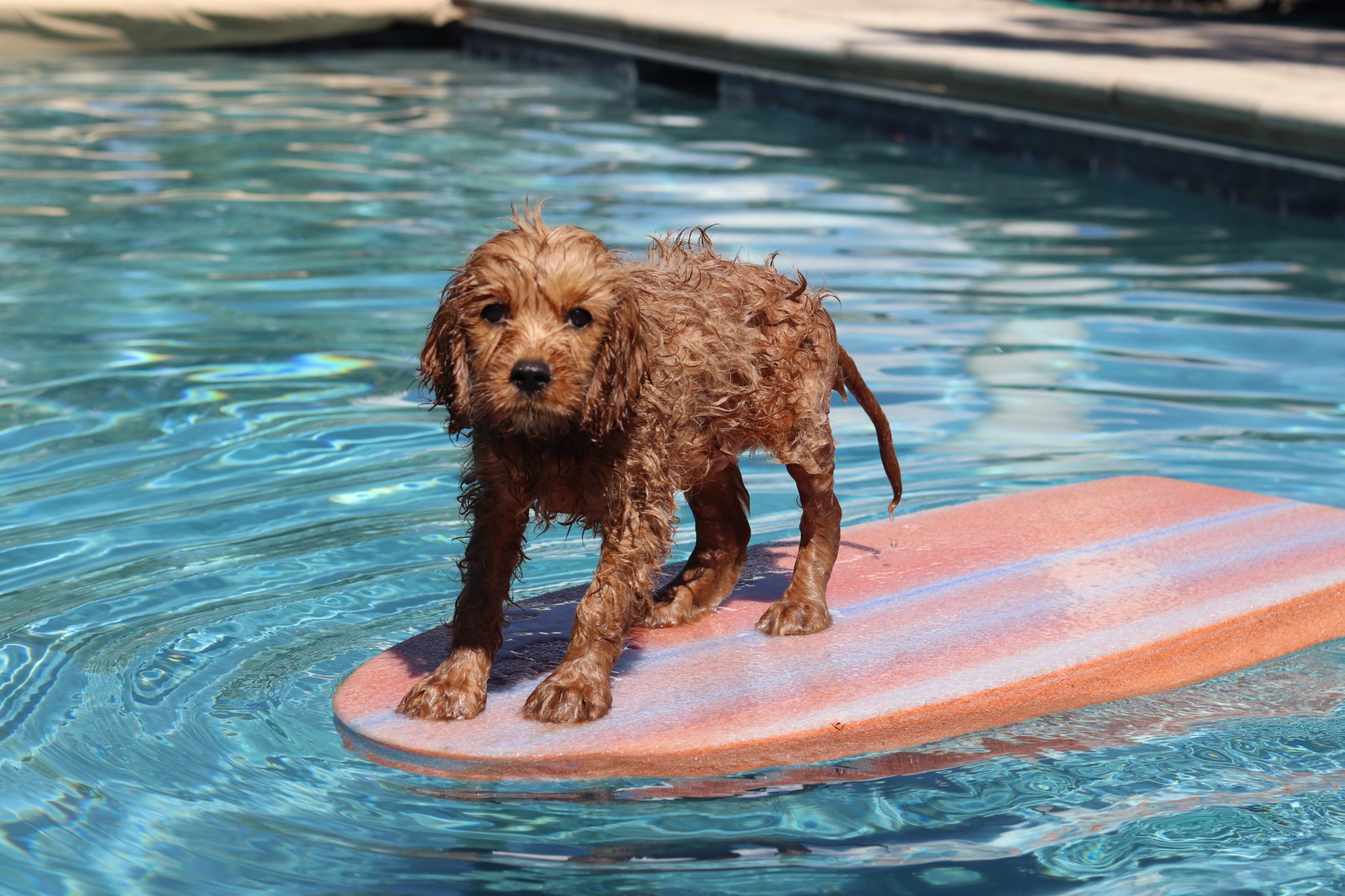 solved-why-do-dogs-put-their-tails-between-their-legs