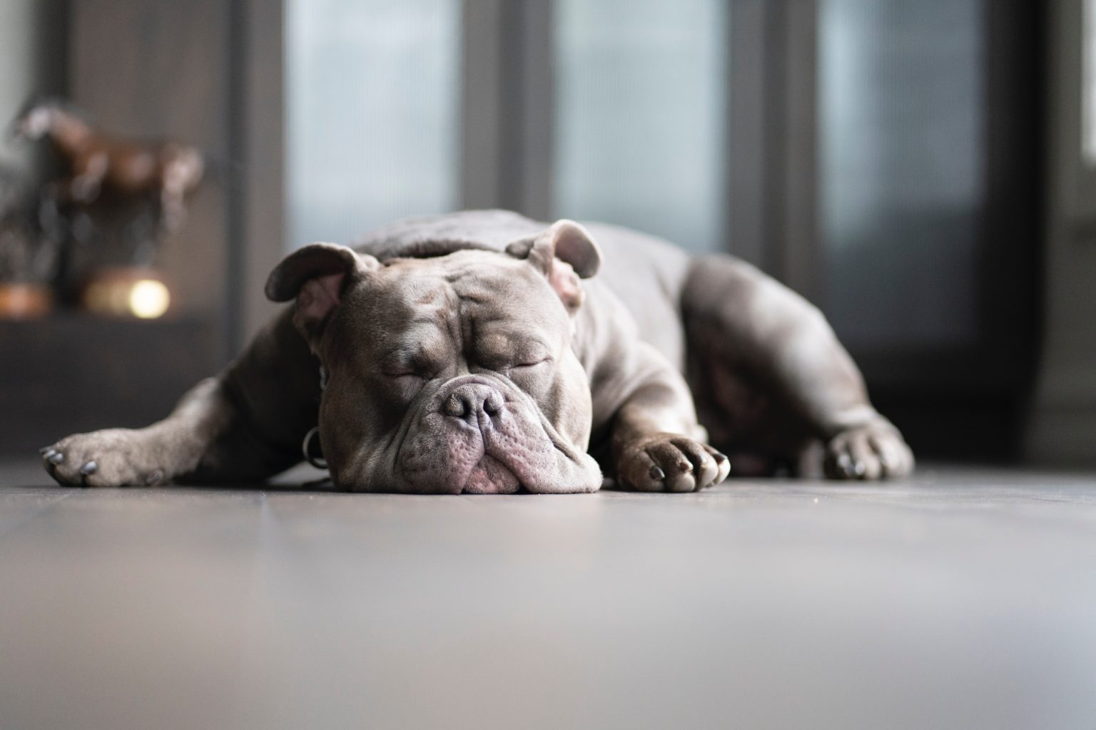 why-do-dogs-go-to-sleep-so-fast-wake-up-so-easily