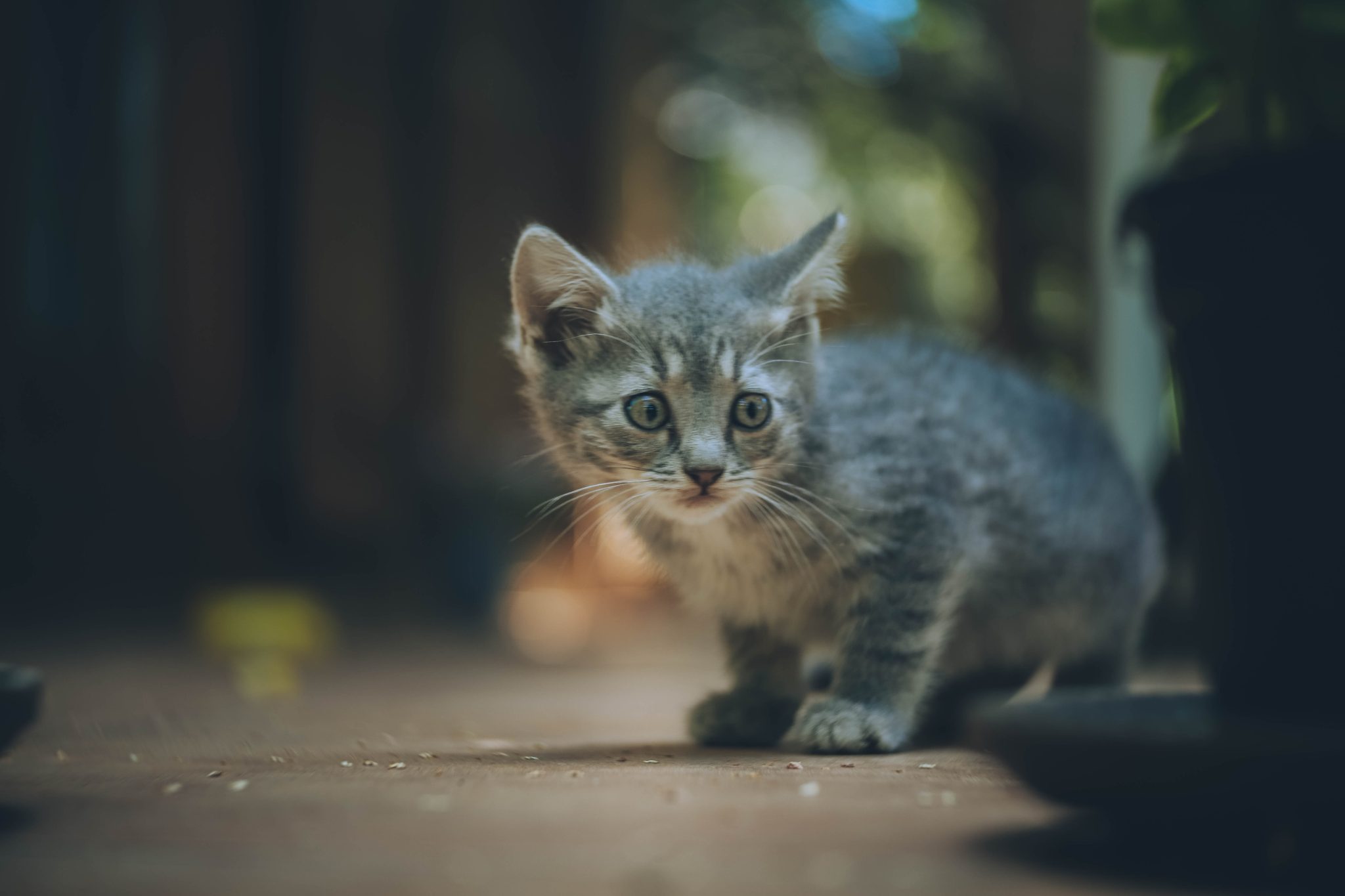 How Many Litters Of Kittens Can A Cat Have In A Year?(Safely)