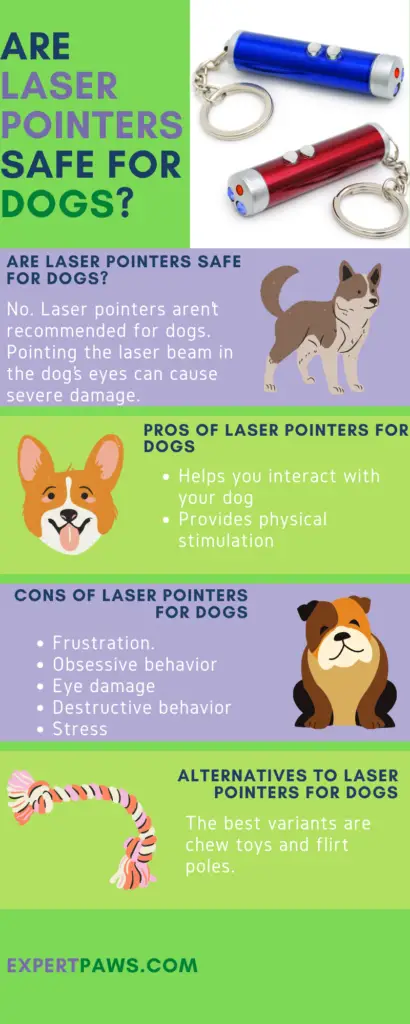 Are Laser Pointers Safe For Dogs?
