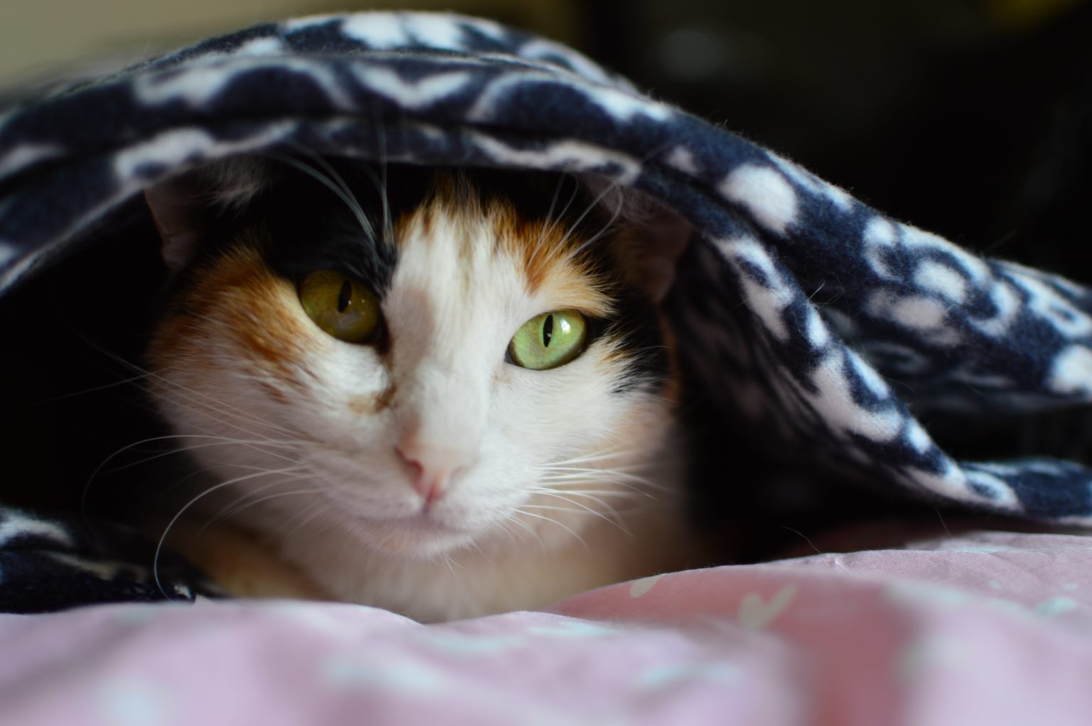 why-do-cats-bite-blankets-5-ways-to-stop-it