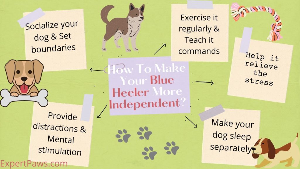 How To Make Your Blue Heeler More Independent?