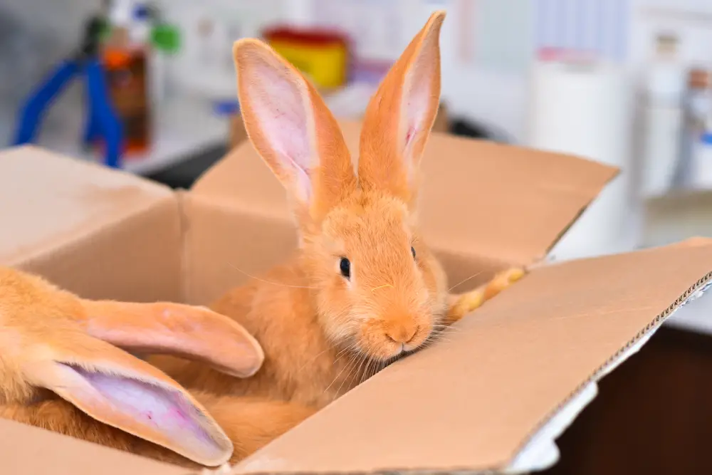 Can Rabbits Eat Cardboard/Paper/Tissue Paper?(Must-Read)