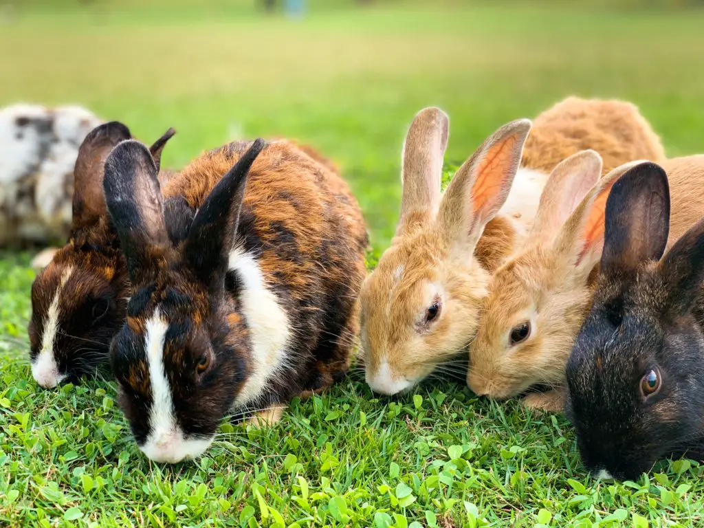 Is Pine Pellet Bedding Safe For Rabbits?(+Alternatives)