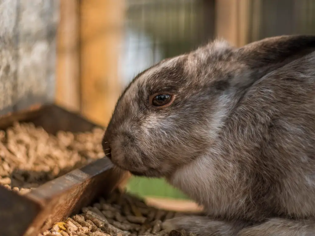 Can Rabbits Survive On A Pallet-Only Diet?(Yes, But …)
