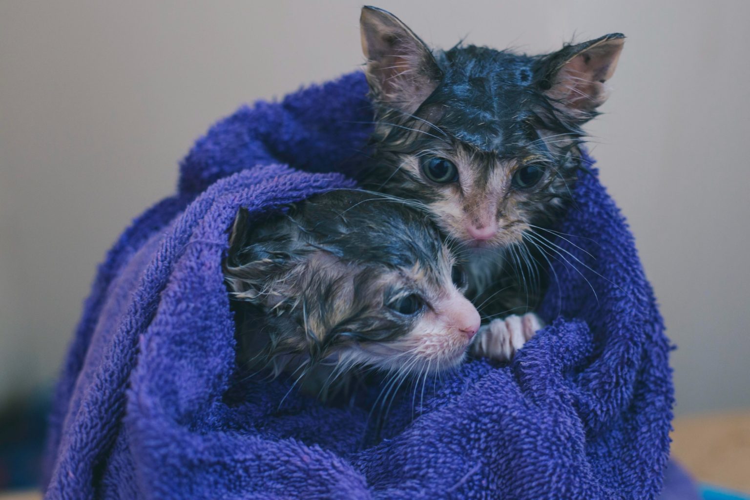 Can You Use Dawn Soap On Cats?(Yes, But …)