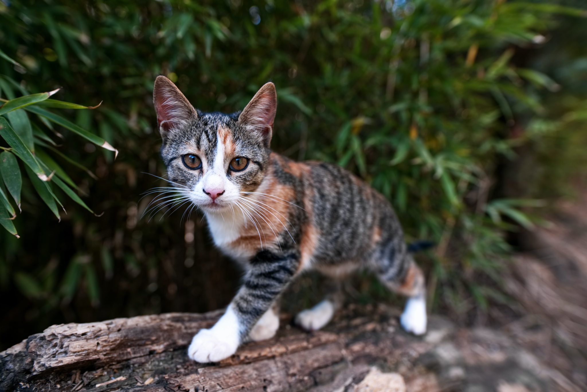 when-is-it-too-late-to-tame-a-feral-cat-kitten