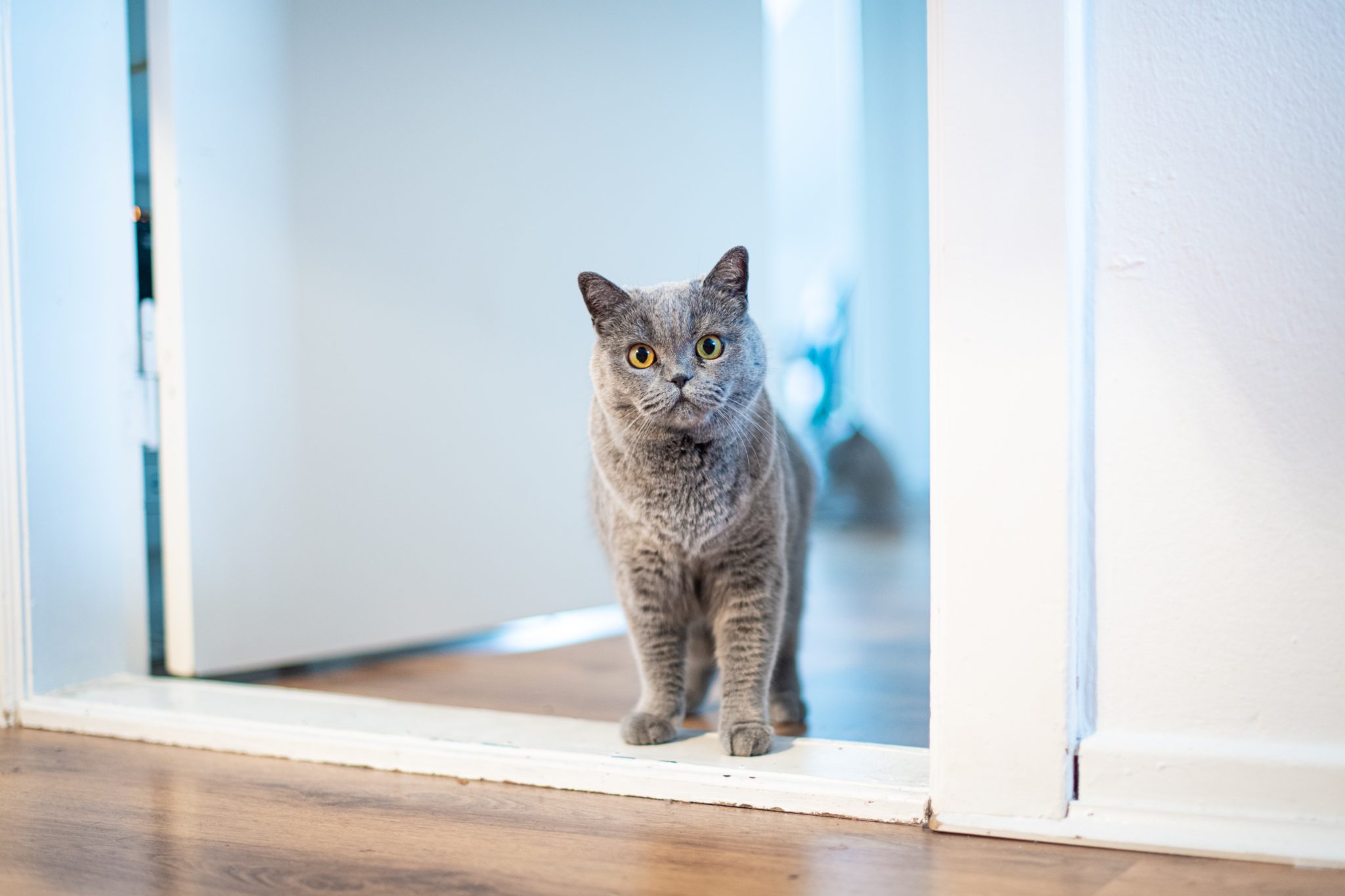 Why Do Older Cats Start Pooping Outside The Litter Box?